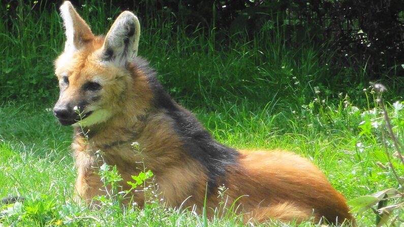 Loup à crinière (Chrysocyon brachyurus) - Photo de Jutta234 - Travail personnel, CC BY-SA 3.0, https://commons.wikimedia.org/w/index.php?curid=10409628