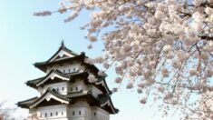 Les cerisiers japonais en fleurs : la célébration glorieuse et éphémère du printemps
