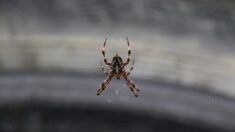 Dordogne : une voiture fait une sortie de route à cause d’une araignée
