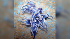 Les « dragons bleus » de mer sont jolis, mais leur piqûre est urticante en raison de ce qu’ils ingèrent