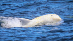 Un photographe capture des images étonnantes du rare dauphin blanc « Casper » dans la baie de Monterey