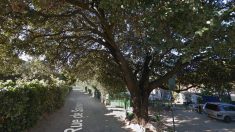 Près de Montpellier : un barrage citoyen pour protéger un chêne centenaire des engins de chantier