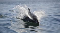 Aude : elle sauve un dauphin en train de s’échouer à Port-la-Nouvelle