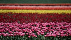 Pas-de-Calais : un agriculteur de Souchez propose des fleurs en libre-service