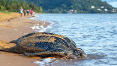 Équateur : naissance de neuf tortues luth, une espèce en voie d’extinction