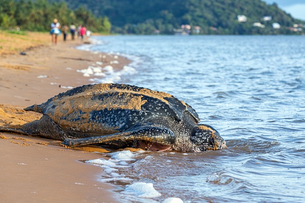 Une tortue Luth sur une plage de Remire-Montjoly, en Guyane française.   (Photo : JODY AMIET/AFP via Getty Images)