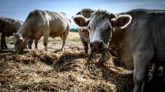 Ardennes : environ 200 vaches saisies pour maltraitance dans une ferme à Mouzon