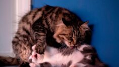 Turquie : une chatte amène ses chatons dans une clinique pour les faire soigner