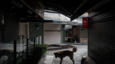 Istambul : le gérant d’un magasin de meubles place un matelas sur son trottoir pour que les chiens errants puissent se reposer