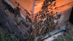 Somme : 40 ruches dérobées à un apiculteur, il se dit « anéanti »