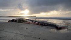 Pas-de-Calais : un rorqual de quinze mètres de long s’échoue sur la plage de Merlimont