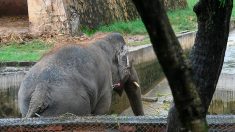 Une ONG demande de transférer « l’éléphante la plus seule de Grande-Bretagne » en France