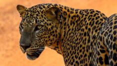 Russie -Vidéo : rares images d’une femelle léopard de l’Amour et ses petits