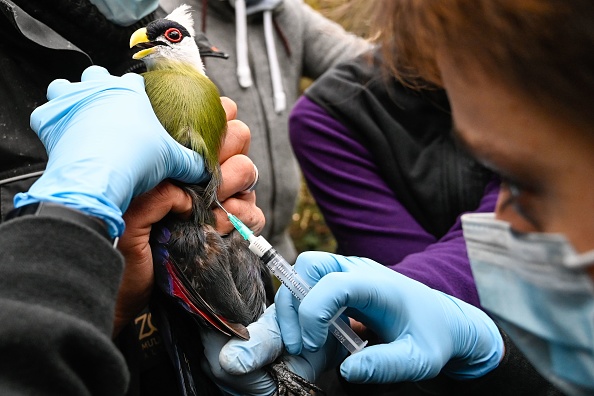 Un vétérinaire vaccine  contre la grippe aviaire.(Photo : SEBASTIEN BOZON/AFP via Getty Images)