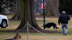 Après un « incident de morsure », les chiens de Joe Biden renvoyés de la Maison Blanche