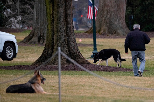Les chiens Champ et Major sur la pelouse sud de la Maison Blanche à Washington DC, le 25 janvier 2021. (Photo : JIM WATSON/AFP via Getty Images)