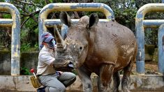 Emma, rhinocéros taïwanais en quête d’amour au Japon