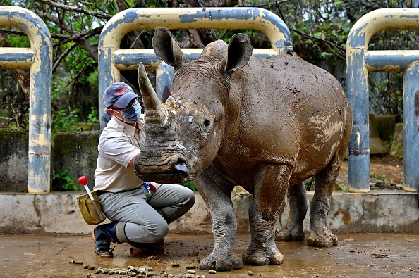 Un membre du personnel du zoo de Taiwan nettoie Emma, une femelle rhinocéros blanc du sud de cinq ans, avant de se rendre au zoo de Tobu au Japon pour la reproduction, le 2 mars 2021. Photo de Sam Yeh / AFP via Getty Images.