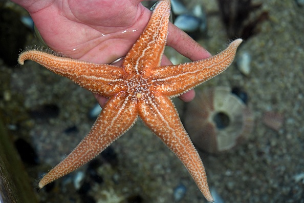 - Une étoile de mer à la station marine de Concarneau, dans l'ouest de la France. Photo par Fred Tanneau / AFP via Getty Images.