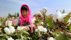 Ouïghours : H&M, qui n’utilise plus de coton du Xinjiang, dans le viseur de la Chine