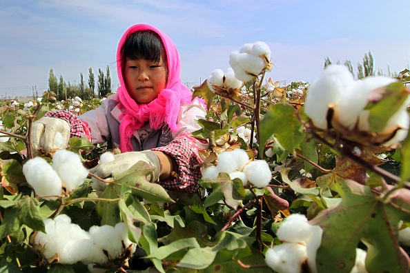 -Une agricultrice chinoise cueille du coton dans les champs pendant la saison des récoltes à Hami, dans la région du Xinjiang, le 20 septembre 2015. Photo STR/AFP via Getty Images.