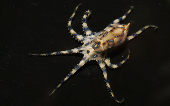 Une pieuvre à anneau bleu (Ian Waldie/Getty Images)
