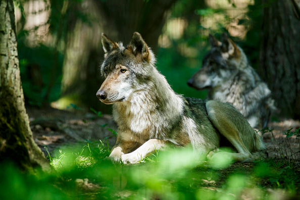 Le loup est un animal protégé. (Photo : Morris MacMatzen/Getty Images)