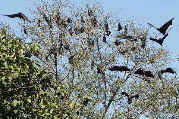 -Les chauves-souris la tête en bas dans un arbre, vivent dans les arbres sur le plateau à Abidjan. Photo Narinder Nanu / AFP via Getty Images.