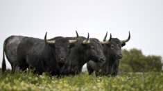Arles : trois taureaux s’échappent en centre-ville, une femme blessée