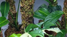 Un Britannique cultive une collection de plantes d’intérieur ultra-rares, y compris l’une dont chaque feuille vaut 14000 euros