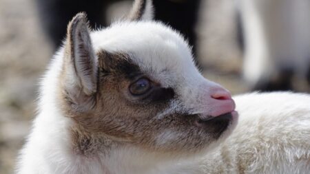 Ille-et-Vilaine : une chèvre naine donne naissance à des quadruplés