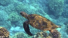 Madagascar : 19 personnes décédées, dont 9 enfants, après avoir mangé une tortue de mer