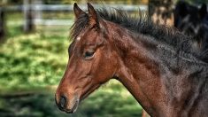 Alpes-Maritimes : un cheval de 750 kilos sauvé par les pompiers à Sospel