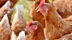 Bouches-du-Rhône : 120 poules brûlées vives chez un couple d’agriculteurs persécutés