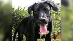 Brésil : un chien errant blessé pénètre seul dans une clinique vétérinaire et se fait soigner