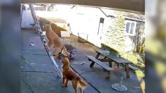 Une vidéo d’un chien gravissant une échelle abrupte pour rejoindre son maître sur le toit de la maison devient virale