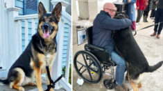 Un chien adopté sauve héroïquement la vie de son nouveau propriétaire en le traînant après un accident vasculo-cérébral
