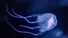 Un jeune Australien meurt d’une piqûre de méduse au large de la côte du Queensland, ce qui déclenche un avertissement public