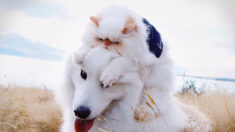 Des photos hilarantes montrent l’amitié surprenante entre un chaton « grincheux » et un chien samoyède