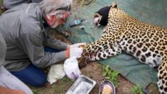 Des sauveteurs secourent un léopard blessé à la patte par un collet ; les photos sont incroyables