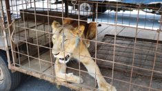 Cette lionne détenue illégalement dans un cirque a été sauvée in extremis de la mort