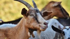 Un énorme troupeau de chèvres sème le trouble dans un village du Tarn