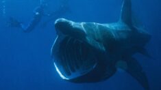 Morbihan : un requin pèlerin de 8 mètres observé au large de Belle-Île-en-Mer