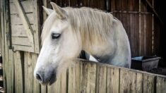 Moselle : une septuagénaire appelle à l’aide pour sauver ses deux chevaux âgés de l’abattoir