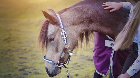 [Vidéo] Var : elle recueille des chevaux sauvés de l’abattoir dans son centre équestre pour leur offrir une nouvelle vie