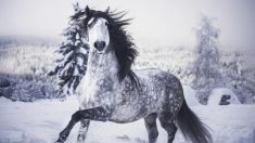 Une photographe suédoise partage des photos époustouflantes capturant la beauté majestueuse du cheval lusitanien