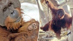 Extrêmement rare : un orang-outan mâle prend soin de sa fille de 2 ans après la mort soudaine de sa mère