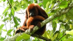 [Vidéo] Naissance rare d’un singe hurleur roux au parc zoologique Planète sauvage, une première en France
