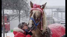 Montréal : d’anciens chevaux de calèche apportent un soutien moral aux personnes âgées confinées