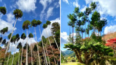 Une astuce de bonsaï du 15e siècle fait pousser des cèdres parfaitement droits et prévient la déforestation